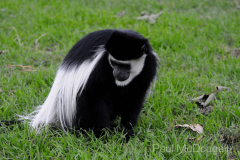 African fauna by Wildlife Photographer Paul McDougall