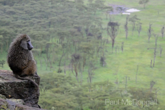 African fauna by Wildlife Photographer Paul McDougall