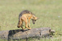 African fauna by Wildlife Photographer Paul McDougall
