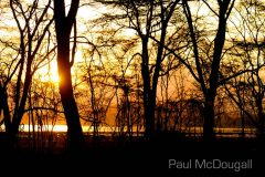 Wildlife Photographer Paul McDougall