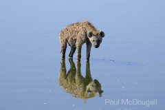 African fauna by Wildlife Photographer Paul McDougall