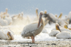 African fauna by Wildlife Photographer Paul McDougall