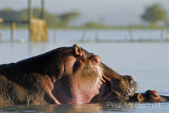 African fauna by Wildlife Photographer Paul McDougall