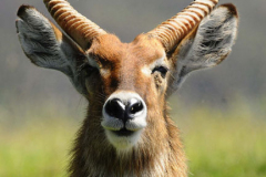 African fauna by Wildlife Photographer Paul McDougall