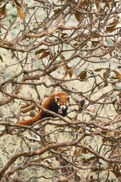 Red Panda by Wildlife Photographer Paul McDougall