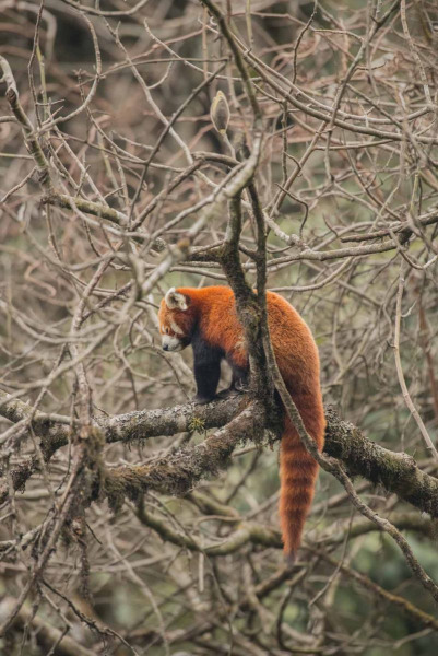 Red Panda by Wildlife Photographer Paul McDougall