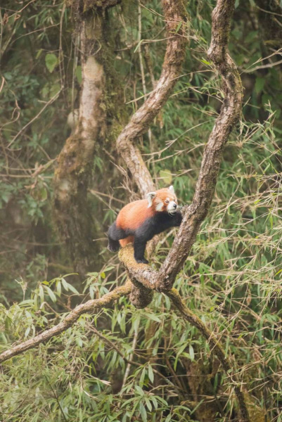 Red Panda by Wildlife Photographer Paul McDougall