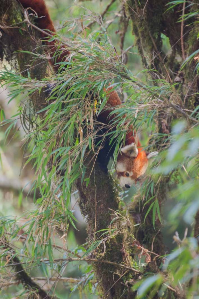 Red Panda by Wildlife Photographer Paul McDougall