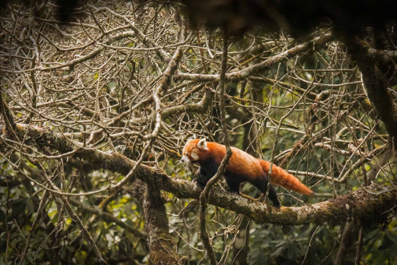Red Panda by Wildlife Photographer Paul McDougall