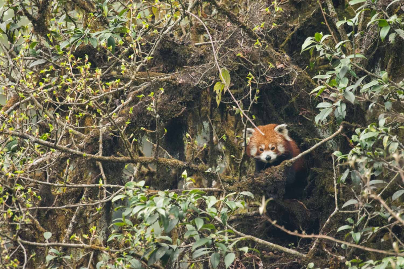 Red Panda by Wildlife Photographer Paul McDougall