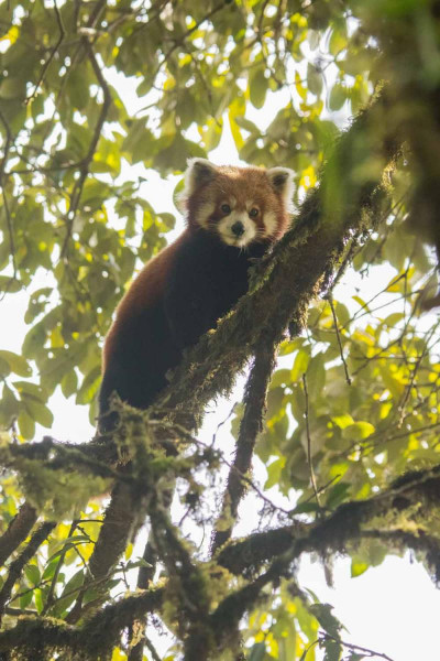 Red Panda by Wildlife Photographer Paul McDougall
