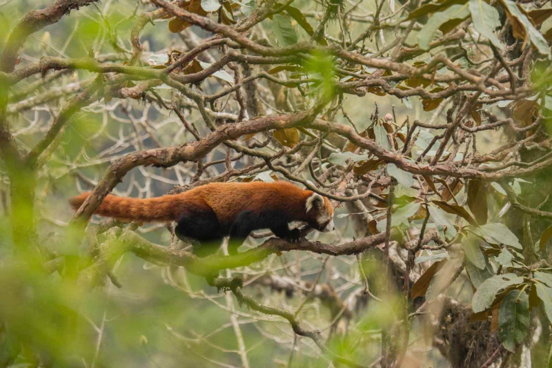 Red Panda by Wildlife Photographer Paul McDougall