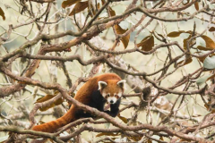 Red Panda by Wildlife Photographer Paul McDougall