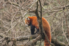 Red Panda by Wildlife Photographer Paul McDougall