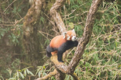 Red Panda by Wildlife Photographer Paul McDougall