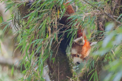 Red Panda by Wildlife Photographer Paul McDougall