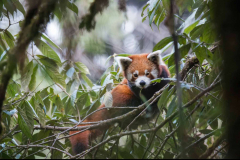Red Panda by Wildlife Photographer Paul McDougall