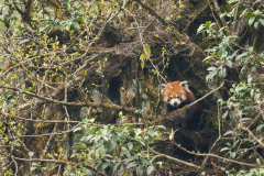 Red Panda by Wildlife Photographer Paul McDougall