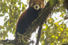 Red Panda by Wildlife Photographer Paul McDougall