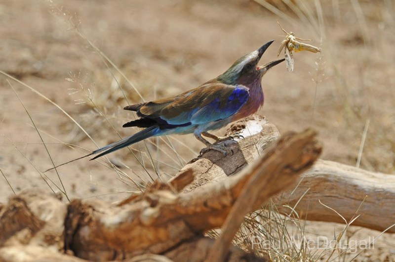 Samburu by Wildlife Photographer Paul McDougall