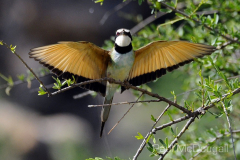 Samburu by Wildlife Photographer Paul McDougall