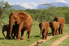 Samburu by Wildlife Photographer Paul McDougall