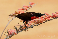 Samburu by Wildlife Photographer Paul McDougall