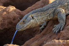 Samburu by Wildlife Photographer Paul McDougall