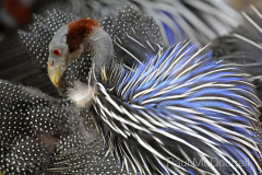 Samburu by Wildlife Photographer Paul McDougall