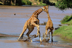 Samburu by Wildlife Photographer Paul McDougall