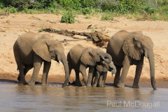 Samburu by Wildlife Photographer Paul McDougall