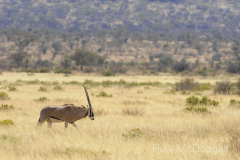 Samburu by Wildlife Photographer Paul McDougall