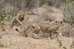 Samburu by Wildlife Photographer Paul McDougall