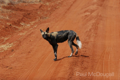 Samburu by Wildlife Photographer Paul McDougall