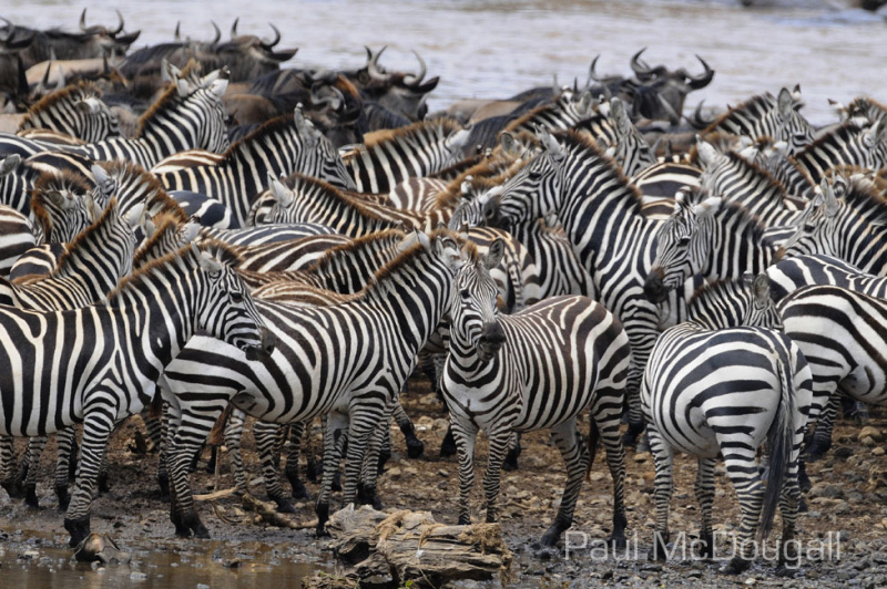The Great Migration by Wildlife Photographer Paul McDougall