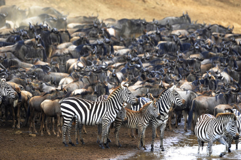 The Great Migration by Wildlife Photographer Paul McDougall