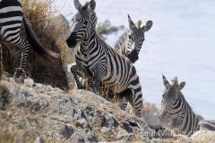 The Great Migration by Wildlife Photographer Paul McDougall