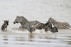 The Great Migration by Wildlife Photographer Paul McDougall