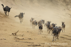 The Great Migration by Wildlife Photographer Paul McDougall