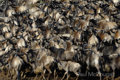 The Great Migration by Wildlife Photographer Paul McDougall