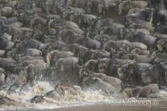 The Great Migration by Wildlife Photographer Paul McDougall