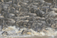 The Great Migration by Wildlife Photographer Paul McDougall