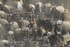 The Great Migration by Wildlife Photographer Paul McDougall