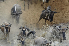 The Great Migration by Wildlife Photographer Paul McDougall