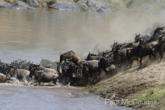 The Great Migration by Wildlife Photographer Paul McDougall