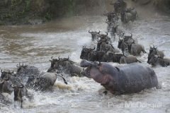 The Great Migration by Wildlife Photographer Paul McDougall