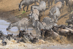 The Great Migration by Wildlife Photographer Paul McDougall