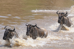 The Great Migration by Wildlife Photographer Paul McDougall
