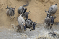 The Great Migration by Wildlife Photographer Paul McDougall
