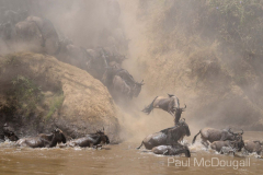 The Great Migration by Wildlife Photographer Paul McDougall